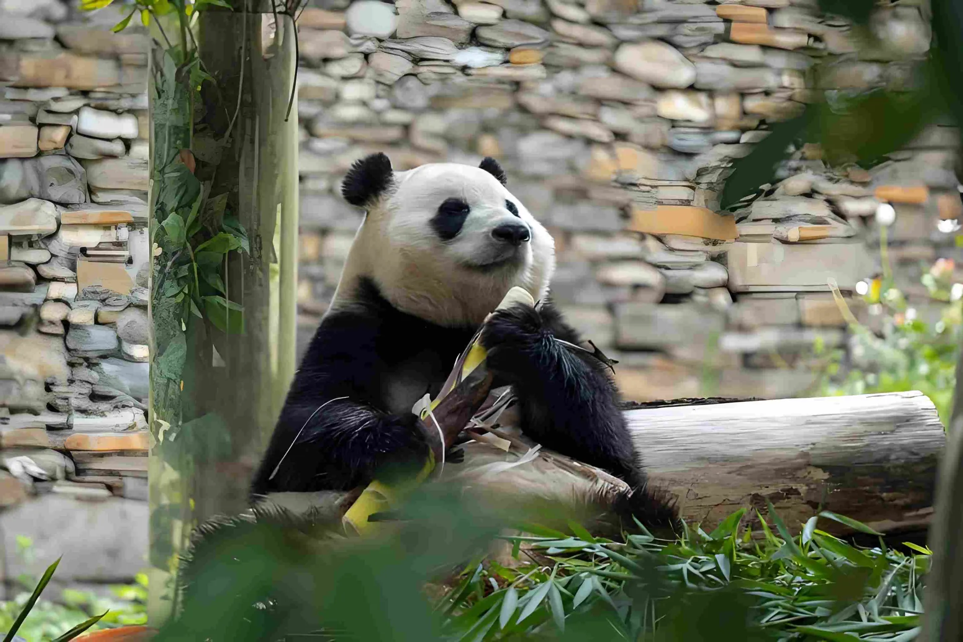<6‑Day Tour > Jiuzhaigou  + Huanglong + Panda Base + Dujiangyan