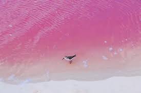 粉红湖 Pink Lake