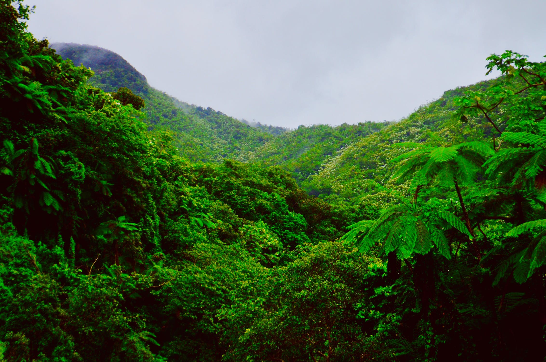 云盖国家森林 El Yunque National Forest
