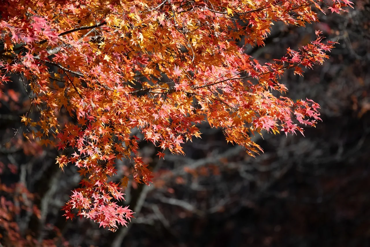 2026 Canada Fall Foliage: 5-Day Tour | Agawa Canyon Train & Niagara Falls