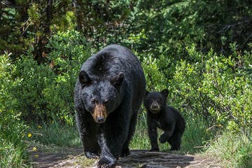 ttd-mawt_ca9291a837d94796b9752a8a026ffbbc.jpg