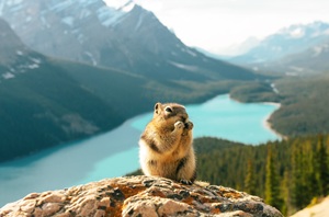 5-Day The Best of Alberta, Banff, Icefield, and Jasper